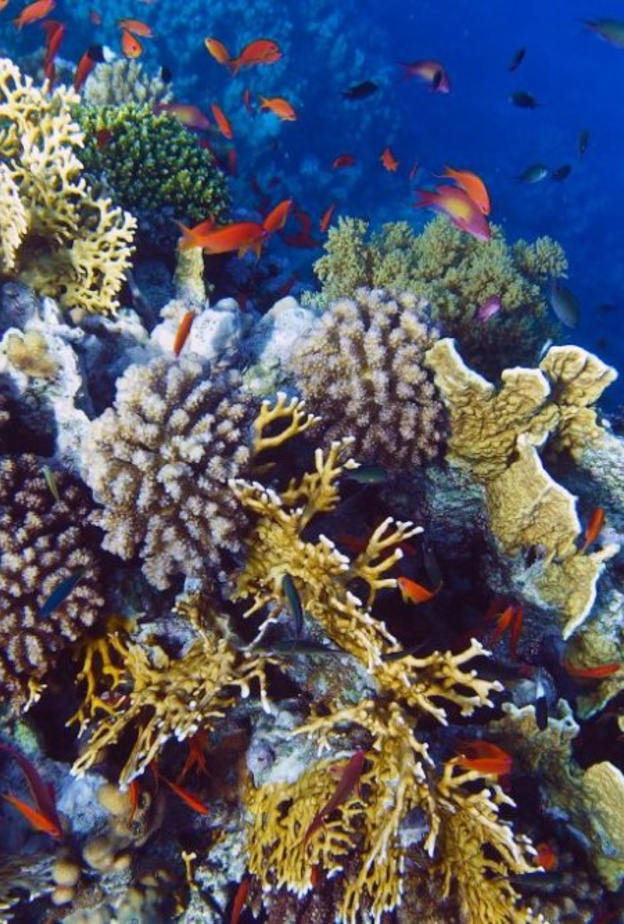 الشعاب المرجانية في أملج