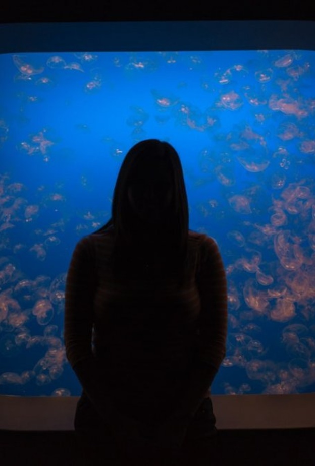 أكواريوم خليج مونتيري Monterey Bay Aquarium (1,2 مليون جالون) بواسطة Michal Pechardo