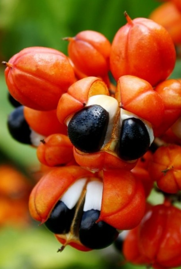  فوائد نبات الجوارانا الصحية