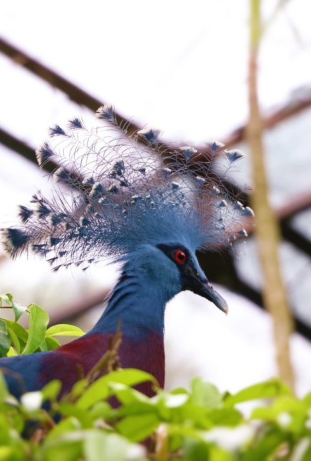  غينيا الجديدة New Guinea، بواسطة Martin Kopsy