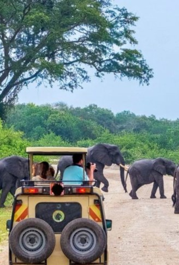 حديقة يالا الوطنية Yala National Park
