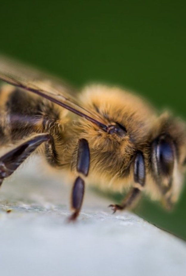 سم النحل وتأثيره على سرطان الثدي