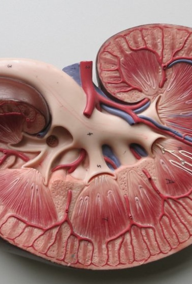 4 نصائح تضمن سلامة الكلى من الأمراض المزمنة