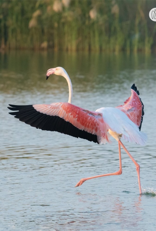تزايد طيور الفلامنجو بمحمية الوثبة في أبوظبي