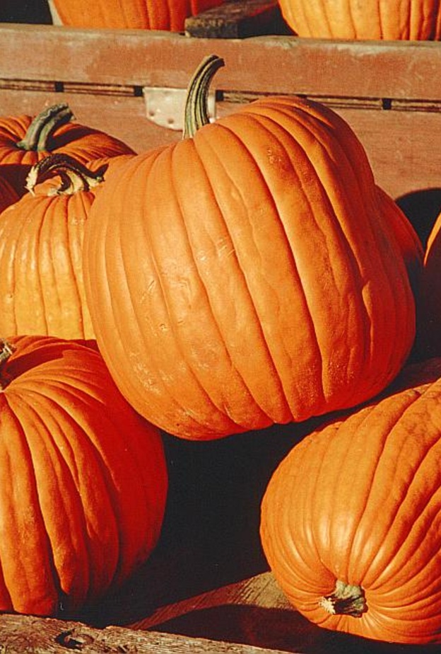 فوائد اليقطين لموسم الخريف