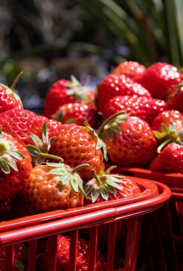 فوائد الفراولة وأضرارها لمرضى السكري