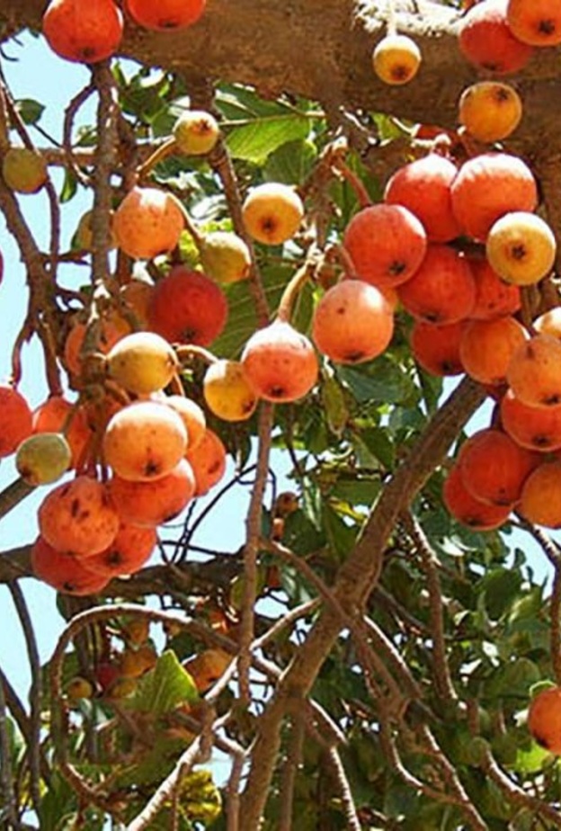 ماهي فاكهة الجميز وما فوائدها الصحية