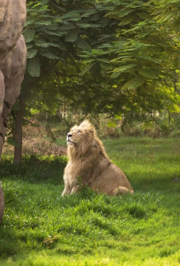 "سفاري دبي بارك" تستقبل زوارها غدا