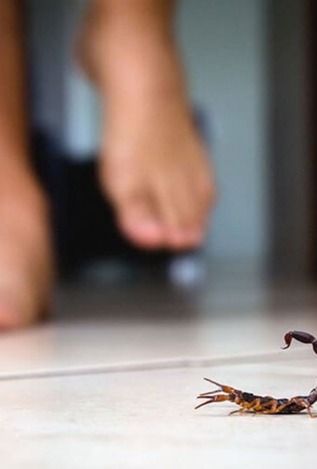  ماهي الاسعافات الاولية للدغة العقرب