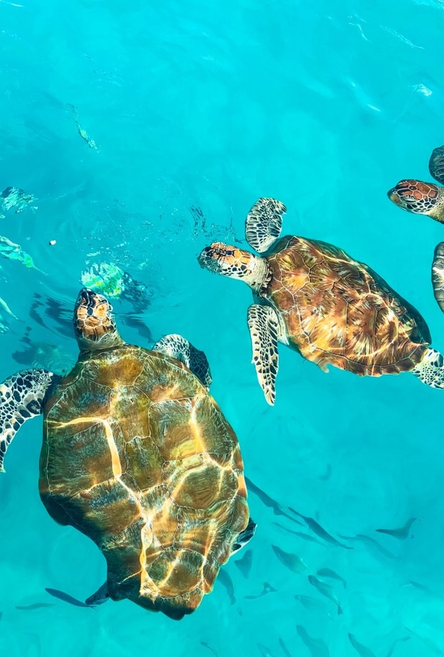 الحياة البحرية في جزيرة بايار بواسطة Nazarizal Mohammad