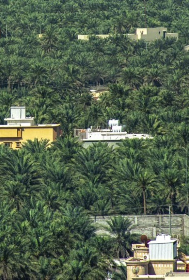  تسجيل واحة الأحساء أكبر واحة في العالم بموسوعة غينيس