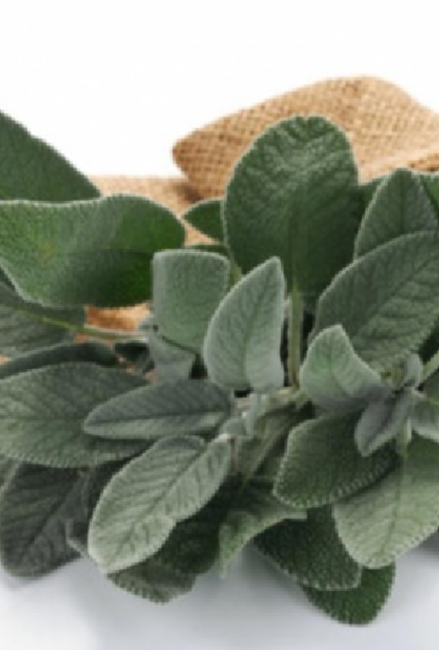 فوائد الميرمية للقولون العصبي وطريقة استخدامها