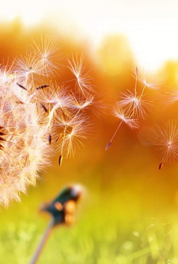 حبوب اللقاح وتأثيرها على الإصابة بكورونا