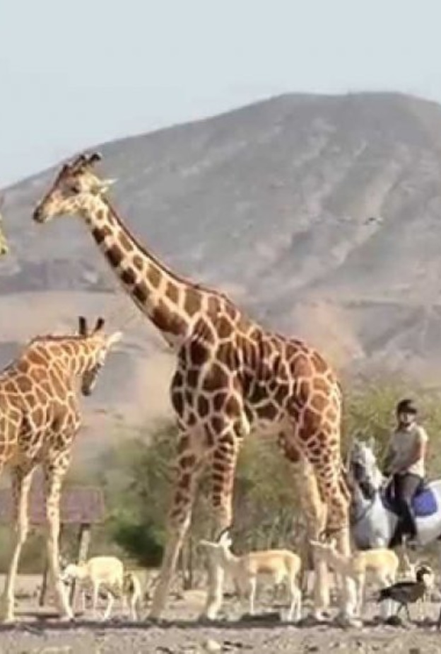 جزيرة صير بني ياس.. الوجهة الطبيعية الأمثل لمحبي الاستجمام في أبوظبي