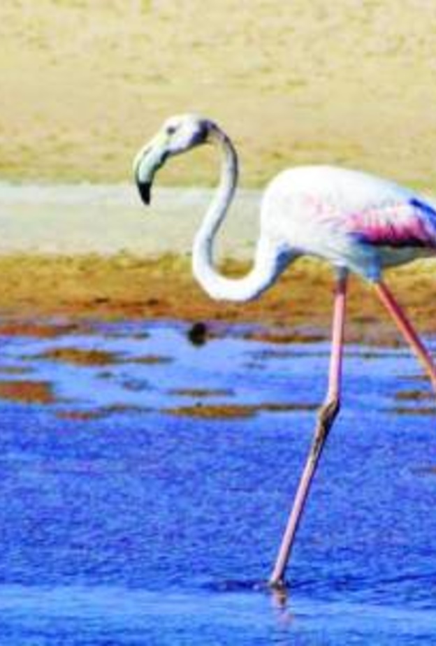 الصورة من (واس)