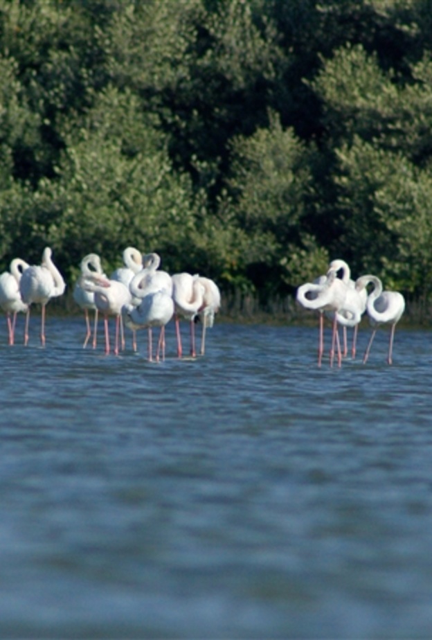 يستوطن محمية الزوراء الطبيعية العديد من الأنواع النادرة من الطيور