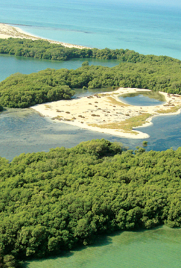 أنواع نادرة من الطيور تتواجد في جزيرة بوطينة