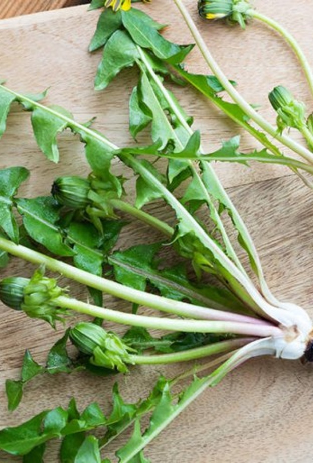  فوائد الهندباء لمرضى الكلى وطريقة استخدامها