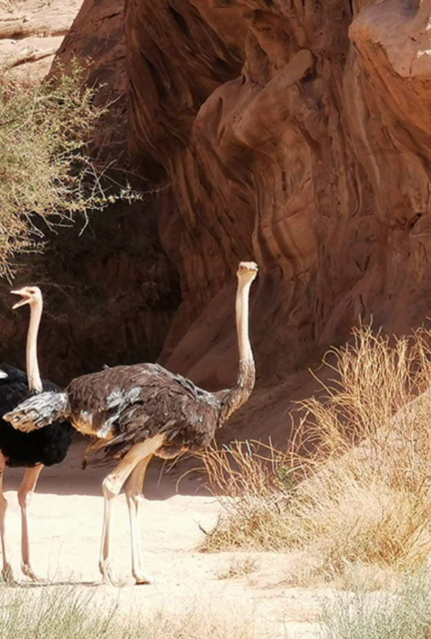 محمية شرعان الطبيعية بالعلا وجهة ساحرة - المصدر استكشف العلا