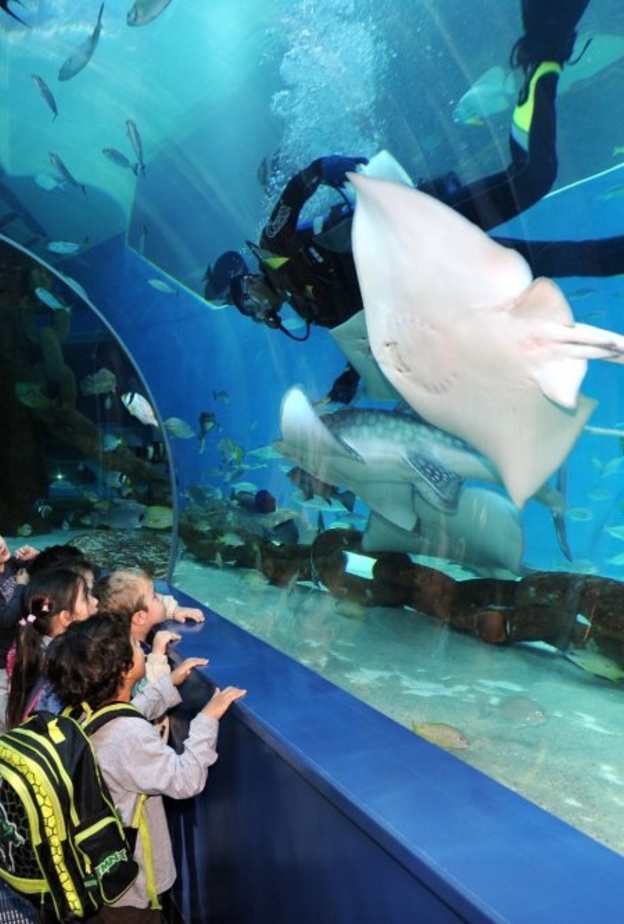 أسماك نادرة في مربى الشارقة للأحياء المائية