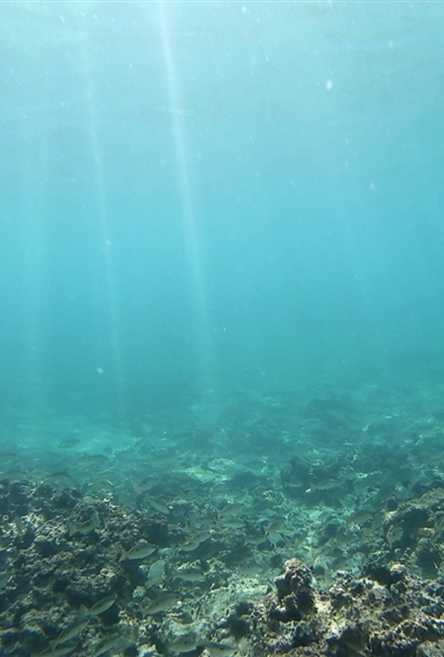 شعاب مرجانية خلابة في جزيرة صير بونعير- المصدر هيئة البيئة والمحميات الطبيعية