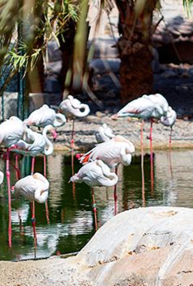 نباتات نادرة في الحديقة النباتية - المصدر هيئة البيئة والمحميات الطبيعية