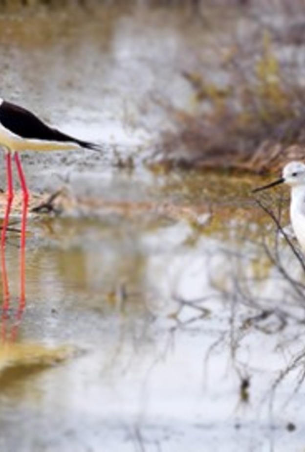 الطبيعة الساحرة في محمية واسط الطبيعية - المصدر هيئة البيئة والمحميات الطبيعية في الشارقة