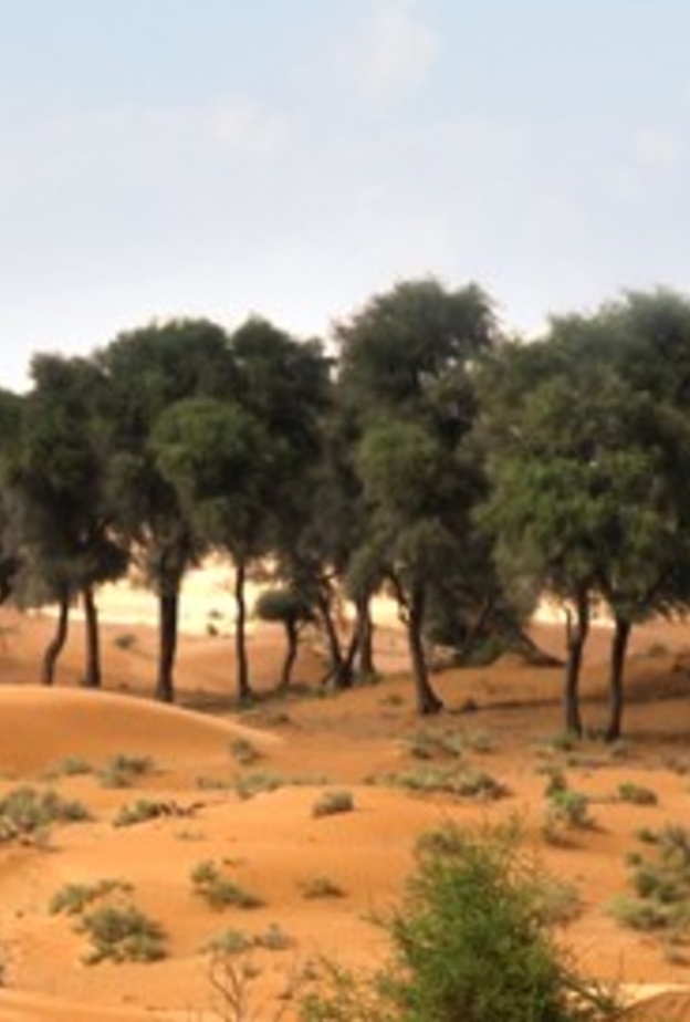 أنواع نادرة من الحيوانات تتواجد في محمية الظليمة الطبيعية - المصدر هيئة البيئة والمحميات الطبيعية