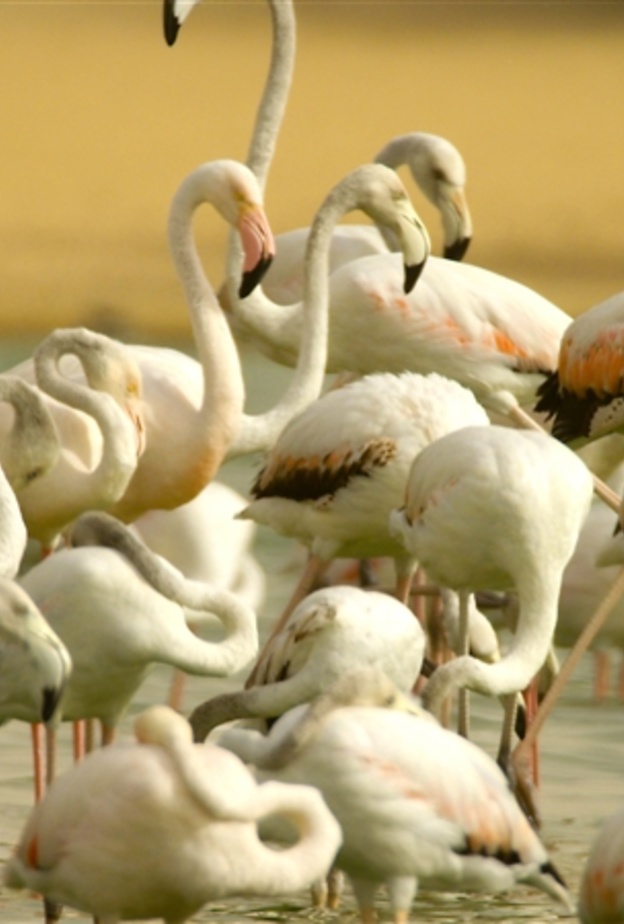 المها يجوب محمية المرموم في لقطة ساحرة -  وزارة البيئة الإماراتية