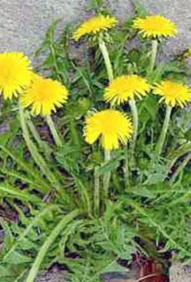 فوائد الهندباء البرية لمحاربة التوتر والقلق وتحسين المناعة