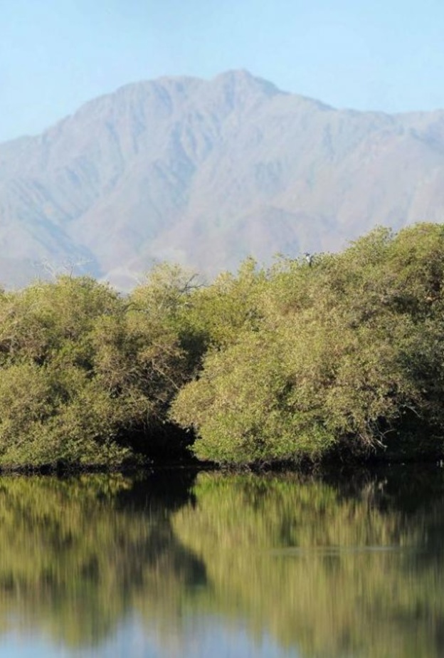 محمية أشجار القرم تتميز بطبيعتها الغناء - المصدر هيئة البيئة والمحميات الطبيعية 