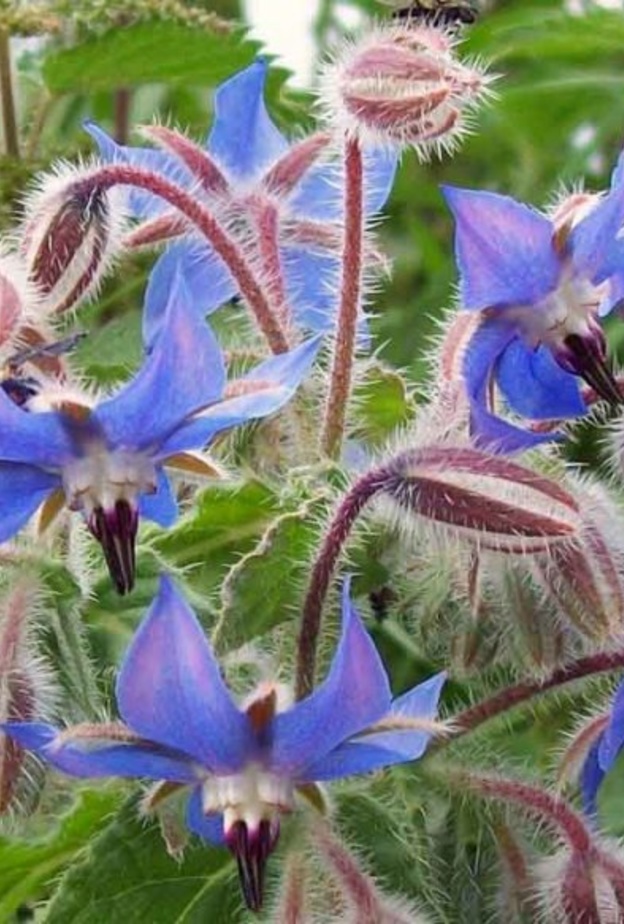  ماهو نبات لسان الثور ومافوائده الصحية