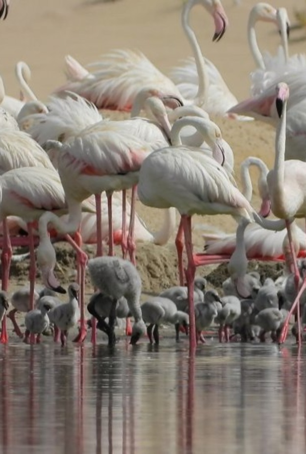 محمية الوثبة الطبيعية.. وجهة ساحرة لعشاق الطبيعة بالإمارات - المصدر وكالة أنباء الإمارات 