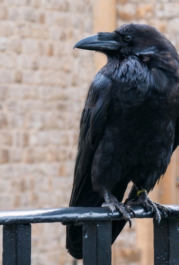 اختفاء ملكة الغربان في برج لندن يثير القلق ‏في إنجلترا