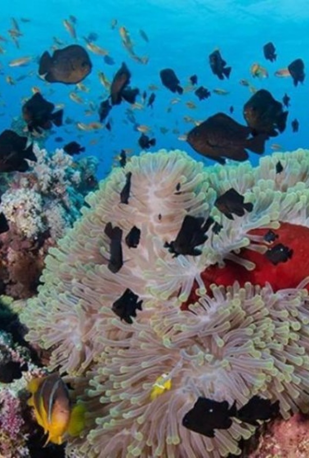 العديد من الأنشطة الممتعة بإنتظار الزوار في جزيرة البريدي - المصدر وكالة أنباء السعودية