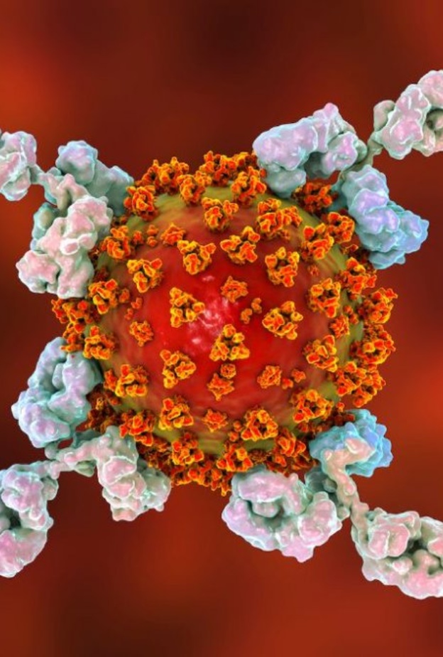 ماهي الاجسام المضادة وماهي وظيفتها وما هي علاقتها بكورونا