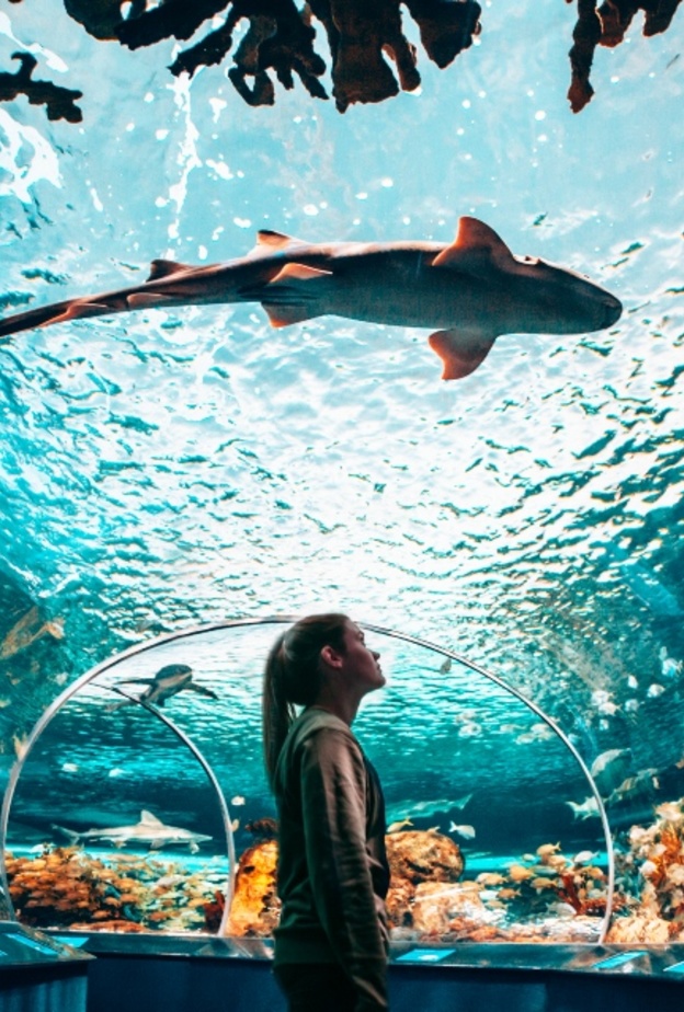 السياحة في تورنتو أكواريوم ريبلي بكندا Ripley's Aquarium of Canada