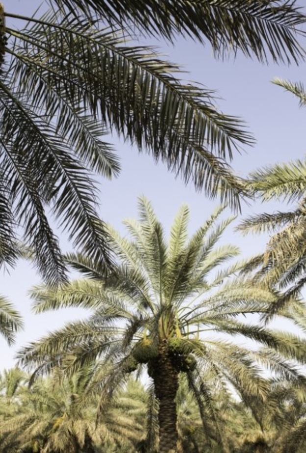 قيلولة تحت ظل النخيل في واحد الأحساء الوجهة الرائعة للاستجمام