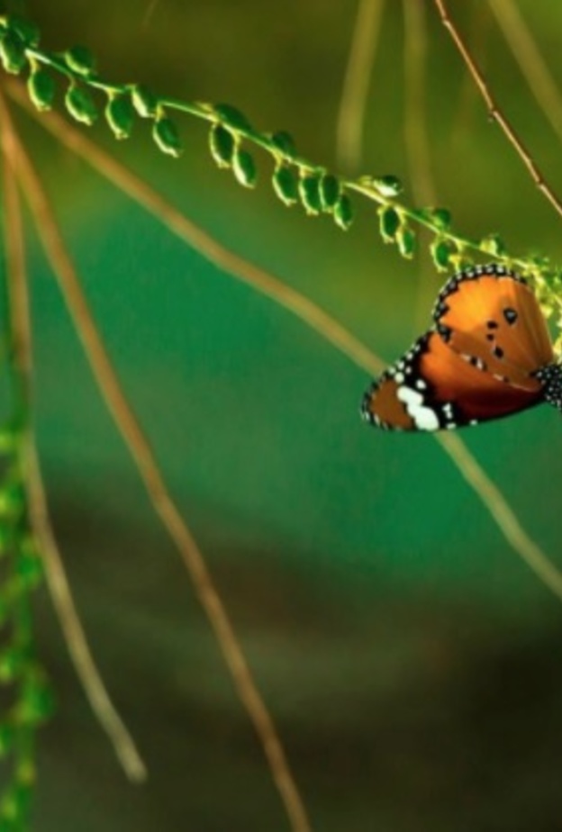 سحر الطبيعة الخلابة في محمية وادي الحلو