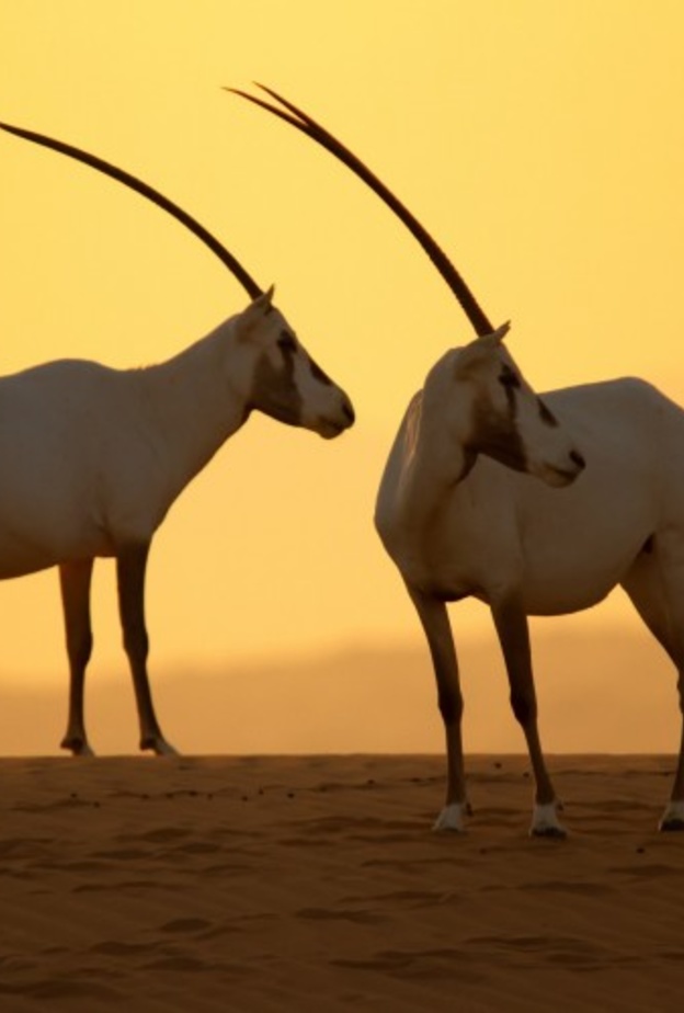 طبيعة خلابة في محمية دبي الصحراوية - المصدر وكالة أنباء الإمارات 
