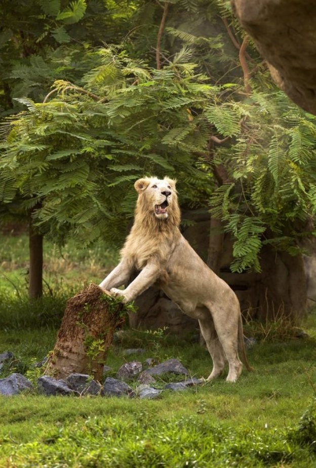 تحفز جولة السفاري الفريدة من نوعها على اكتشاف الحيوانات