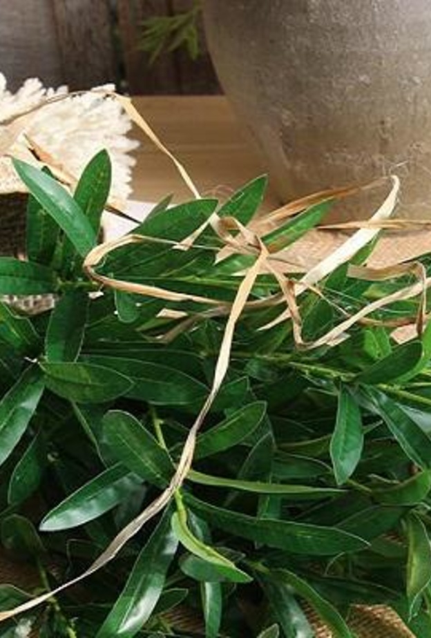  فوائد أوراق الزيتون الصحية