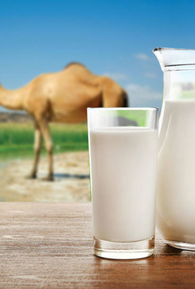 رئيسية فوائد حليب الإبل الصحية