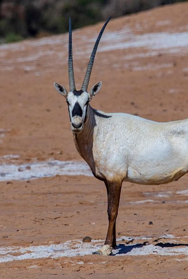سحر خاص لواحدة من أجمل بقاع بالمملكة