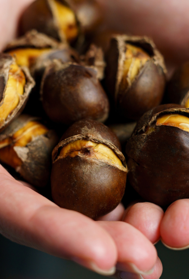 ما هي فوائد الكستناء للحامل