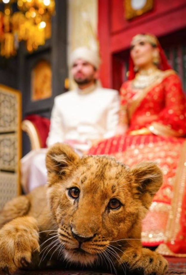 انتقادات لعروسين باكستانيين بسبب استخدامهما لأسد صغير في جلسة تصوير
