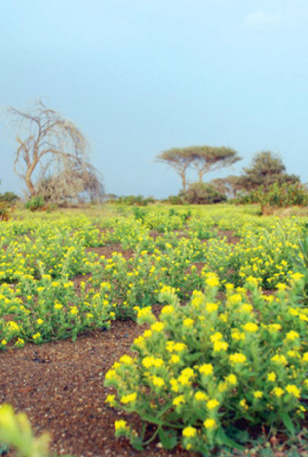 محمية البردي وجهة مثالية لعشاق الطبيعة