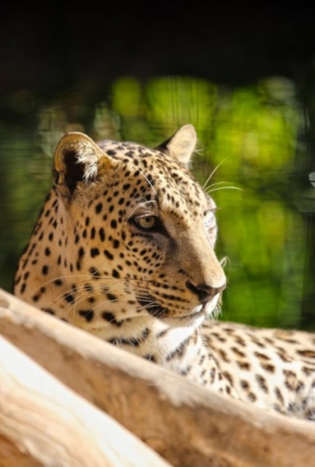 العديد من الحيوانات النادرة في حديقة الحيوانات بالعين- المصدر وكالة أنباء الإمارات