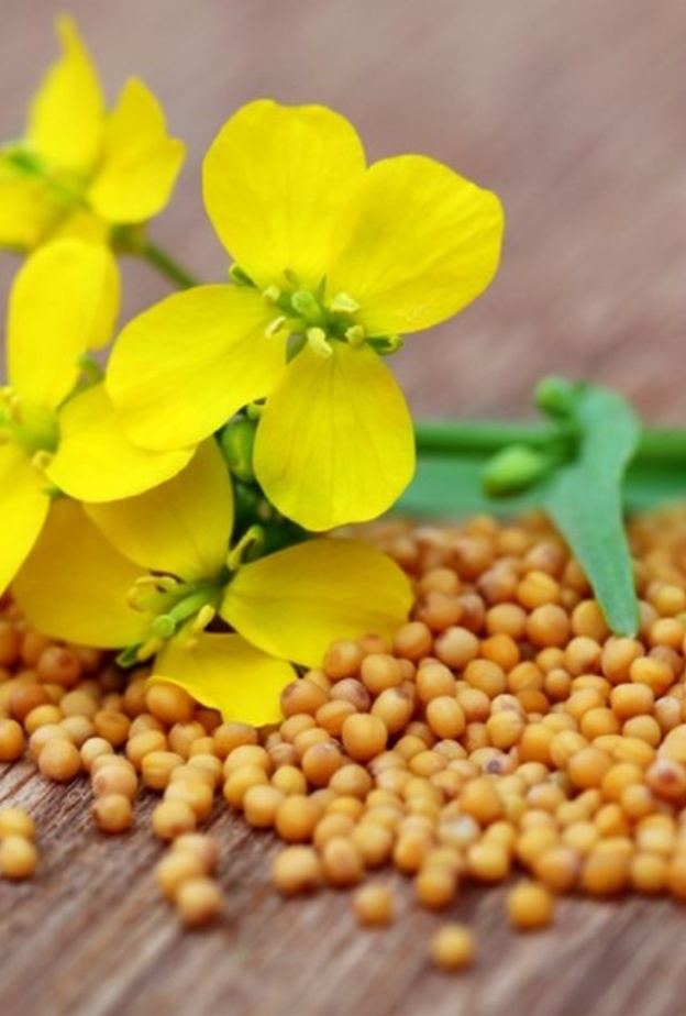 ما هي أهم فوائد حبوب الخردل لانقاص الوزن