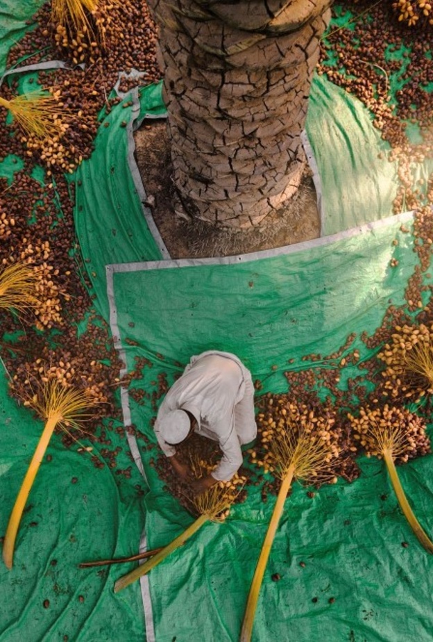 المصور عبدالله الشيخ ينال المركز الأول في جائزة خليفة الدولية لنخيل التمر بالإمارات